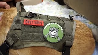 OneTigris Tactical Service Vest Dog Harness [upl. by Griffin]