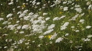 Wild Carrot Useless Vegetable but Remarkable Medicinal Herb See description [upl. by Titos]