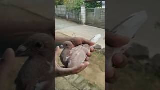 The most beautiful pigeons in the world kabutars birds Anasloft youtubeshorts trending shorts [upl. by Aniretac]