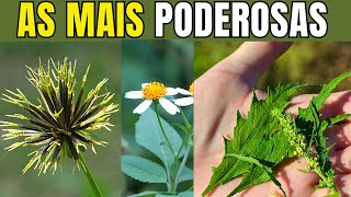 TOP 10 PLANTAS MEDICINAIS INCRÍVEIS QUE VOCÊ TEM QUE TER NA SUA CASA [upl. by Ahseekan]