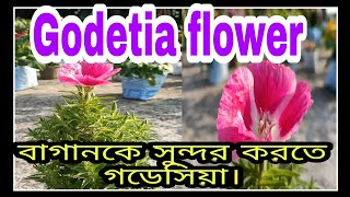 How to grow amp care GodetiaSatin flowerFarewell to spring care গডেসিয়া ফুলের সম্পূর্ণ পরিচর্যা। [upl. by Castor]