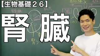 【生物基礎26】腎臓の構造について〜糸球体？ボーマンのう？腎細管？ネフロン？集合管？〜 [upl. by Notlrahc]