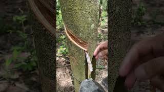 flowing beautifully🤣 rubberfarming satisfying rubberwood rubber rubberising woodprocessing [upl. by Buller]