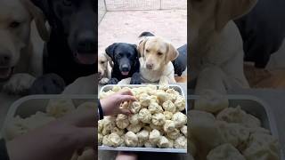 Domi was taking all those buns 😂🤤 labrador labradorretriever dumplings [upl. by Anelliw]