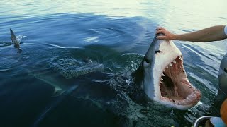 Great White Shark encounters that will TERRIFY you [upl. by Petersen]