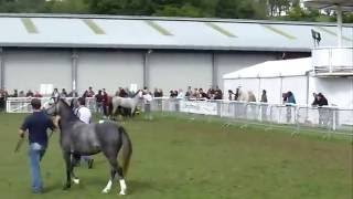 BRIGHTWELLS FAYRE OAKS SALE OF WELSH PONIES 2011 [upl. by Grannia]