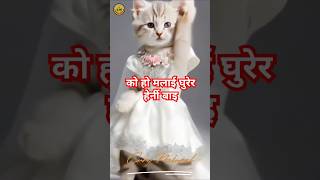 मन छ क्या हो पिरती बेर्नी को हो मलाई घुरेर हेर्नी बाई shortsvideo viralshorts catdance catdance [upl. by Justicz477]