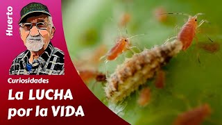 LA LUCHA POR LA VIDA Una larva de sírfido devorando un pulgón Control natural de plagas [upl. by Kleinstein225]