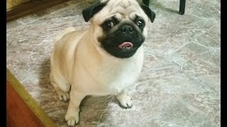 Dog Pug Barking Funny HD [upl. by Hulda]