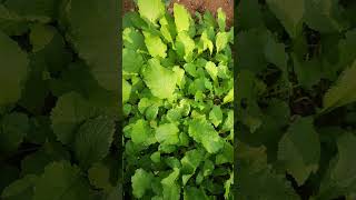 Small kitchen Gardenshort videolikesharesubscribe [upl. by Lener492]