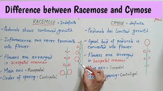 Difference between Racemose and Cymose Inflorescence  Racemose Vs Cymose Inflorescence Bilingual [upl. by Cote]