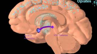 Webinar  Use of Buprenorphine in the Treatment of Opiate Dependence [upl. by Borg5]