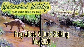 Watershed Wildlife Trail Cam May 2020 [upl. by Jenifer]