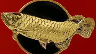 Dragonfish  Golden Arowana [upl. by Zia]