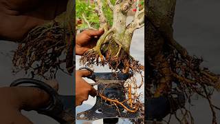 Bonsai pruning shorts WhataPlant bonsaiempire TheOnePage [upl. by Krell]