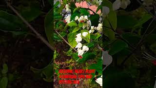 adipoli Bleeding Heart plant flowering tips and fertilizer potting mix in malayalam Littystephe [upl. by Nnave]