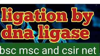 ligation process by dna ligase csir net [upl. by Irah460]