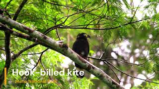 Hook billed kite [upl. by Nnaeus]