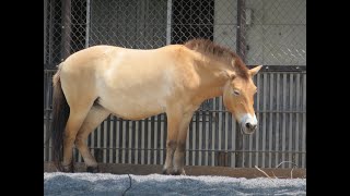 2024July21 Przewalskis horse  Tama Zoological Park [upl. by Yliah911]