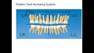 Primary Numbering System Tutorial [upl. by Remmus]