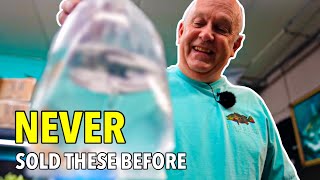 Brand New Fish Arrives Master Breeder Unboxes His Rare Collection [upl. by Asare]