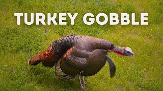 Wild Turkey Gobble  Use This Sound While Hunting [upl. by Borries686]