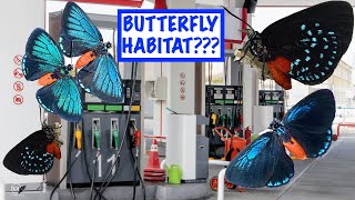 BUTTERFLIES MAKE A HABITAT OUT OF A GAS STATION [upl. by Damour457]