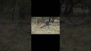 man vs kangaroo 💀🗿shortvideo edit [upl. by Harmaning777]