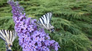 Le Flambé ou Voilier Iphiclides podalirius butinages  par André Lequet wwwinsectesnetfr [upl. by Ennaer686]