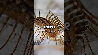 Cet Insecte Fait Flipper nature animal omg animaux [upl. by Limber]