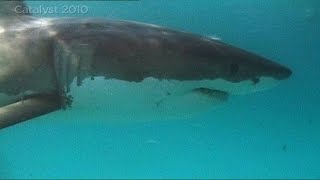 Great White Shark behavior [upl. by Antrim853]