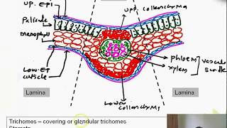 Morphology and Microscopy of Vasaka leaf [upl. by Wiggins]