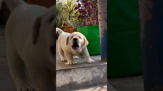 Cute Puppy Dogs shorts doglover dog puppy funny viral youtubeshorts shortsfeed trending [upl. by Catha]