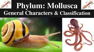 Phylum Mollusca  Mollusca  General Characters of Phylum Mollusca  Classification of Mollusca [upl. by Joseph]