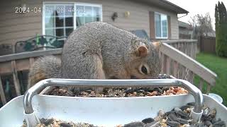 A Pesky Squirrel Taking Peanuts From The Feeder [upl. by Easton389]