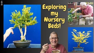 Exploring my Bonsai Nursery Beds at Bonsai for Breakfast Ep 8 [upl. by Diao125]