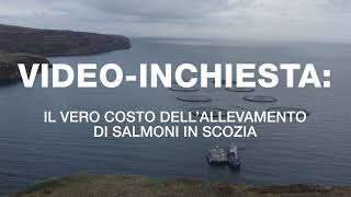 Il vero costo dell’allevamento di salmoni in Scozia [upl. by Casar771]