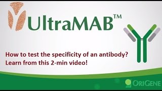 UltraMAB Antibody How to Test Antibody Specificity [upl. by Nosrettap]