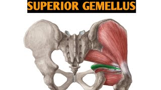 Superior Gemellus muscles origin insertion nerve supply and actions  anatomy series ep 20 [upl. by Davenport]