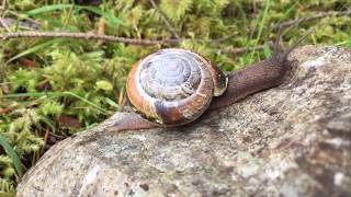 Pacific sideband snail Monadenia fidelis [upl. by Ehsrop50]