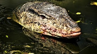 Biggest Monitor Lizard of Tioman Island [upl. by Johnsten]