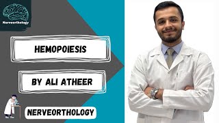 Histology  hemopoiesis hematopoiesis￼ part 1 [upl. by Atived]