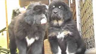 Tibetan mastiff puppies Kyang La´s BaSha amp Kyang La´s Bagro [upl. by Elcarim]