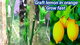 Unique grafting techniques  grafting lemon and orange  grafting learning  grafting fruit [upl. by Llenrup]