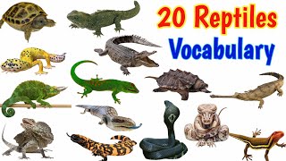 Reptiles Vocabulary  20 Reptiles Name in English with Pictures  Reptiles [upl. by Anawek664]