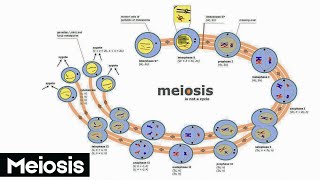 Meiosis  How Cells Divide to Create Life  Animation video [upl. by Adlei]