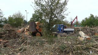 Milano il desolante cimitero degli alberi sradicati dal maltempo [upl. by Warfore]