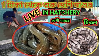 🐠Fish Breeding HatcheryFish Breeding Hatchery in WBNAIHATI FISH SEED HATCHERYvideoviral fish [upl. by Anerat]