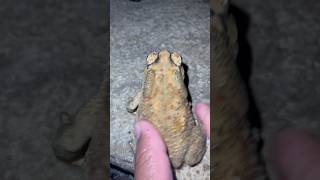 Catch a big toad funny youtubeshort wildfrog shortvideo frog [upl. by Rogovy769]