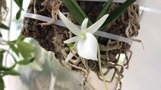 Angraecum didieri May 2024 [upl. by Shirlie]